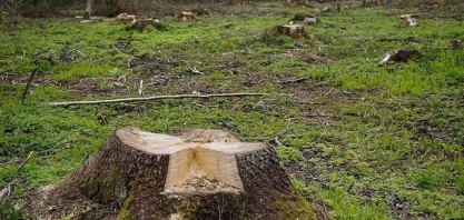 UE vai adiar lei antidesmatamento mais uma vez