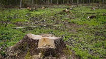 UE vai adiar lei antidesmatamento mais uma vez