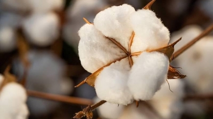 Produção de commodities no Brasil é concentrada e desafia logística