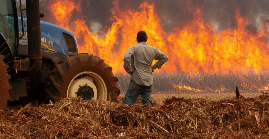 Novas regras para os produtores rurais paulistas afetados pelos incêndios