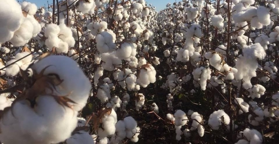 Produtividade do algodão é a segunda maior da história em Mato Grosso