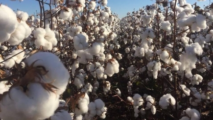 Produtividade do algodão é a segunda maior da história em Mato Grosso