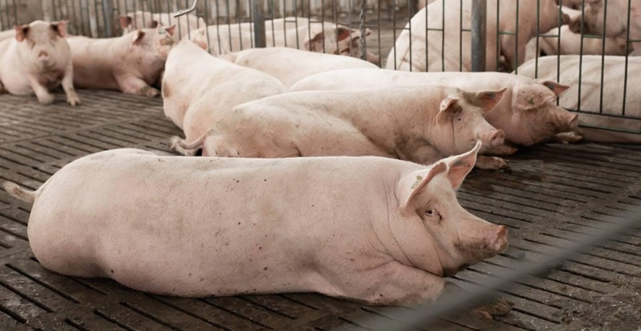 Preços do suíno vivo e da carne fecharam agosto em alta