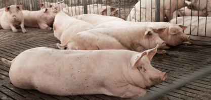 Preços do suíno vivo e da carne fecharam agosto em alta