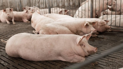 Preços do suíno vivo e da carne fecharam agosto em alta