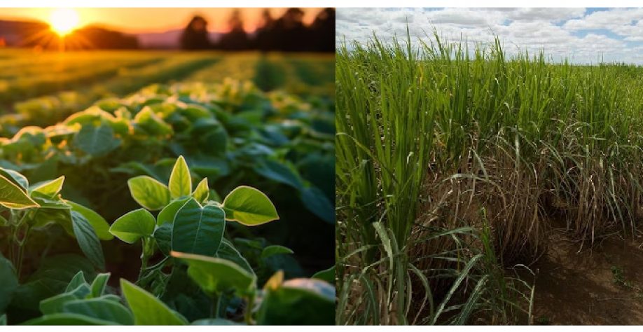 Veja quais são os principais produtos agrícolas em cada Estado