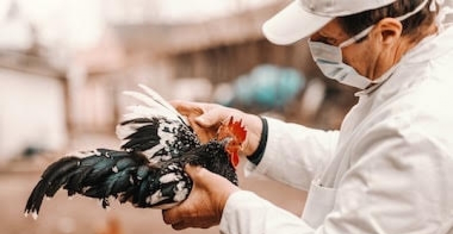 Governo britânico confirma foco de gripe aviária