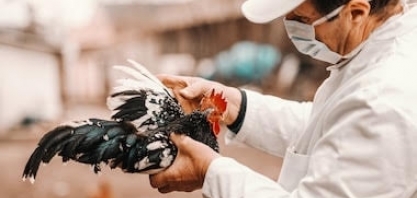 Governo britânico confirma foco de gripe aviária