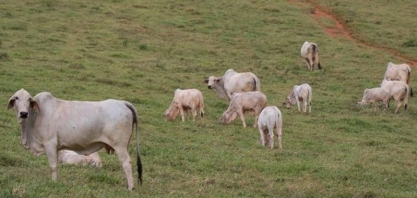 Boi gordo encerra a semana estável em São Paulo