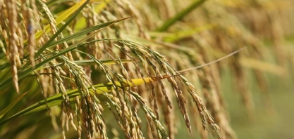 Tarifaço e dúvida sobre rendimento da safra fazem café disparar