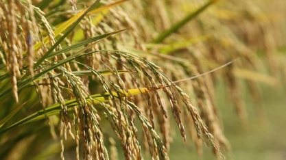 Tarifaço e dúvida sobre rendimento da safra fazem café disparar