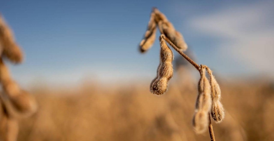 Expansão de área plantada de soja deve ser limitada em 25/26, diz Rabobank