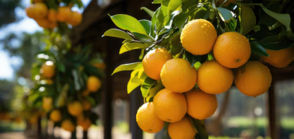 Fundecitrus reduz previsão de safra de laranja do Brasil