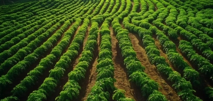 Café tem forte queda em NY com adiamento da lei antidesmate