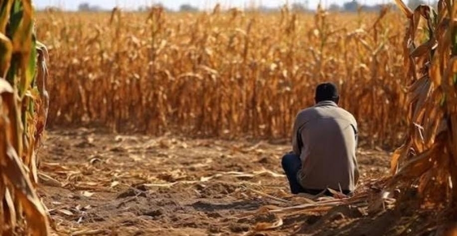 Agro: Recuperação judicial tem alta de 44,6% no 1º trimestre