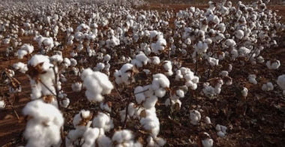 Laboratório em MT testa espécies com rodízio inteligente do solo