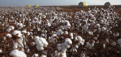 Laboratório em MT testa espécies com rodízio inteligente do solo
