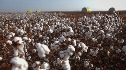 Laboratório em MT testa espécies com rodízio inteligente do solo