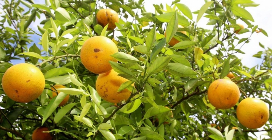 Avanço do greening impacta estimativa da safra de laranja no Brasil