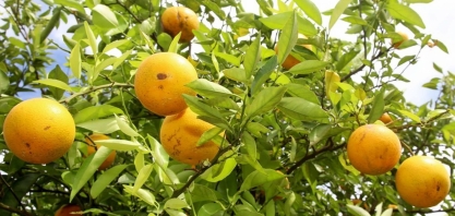 Avanço do greening impacta estimativa da safra de laranja no Brasil