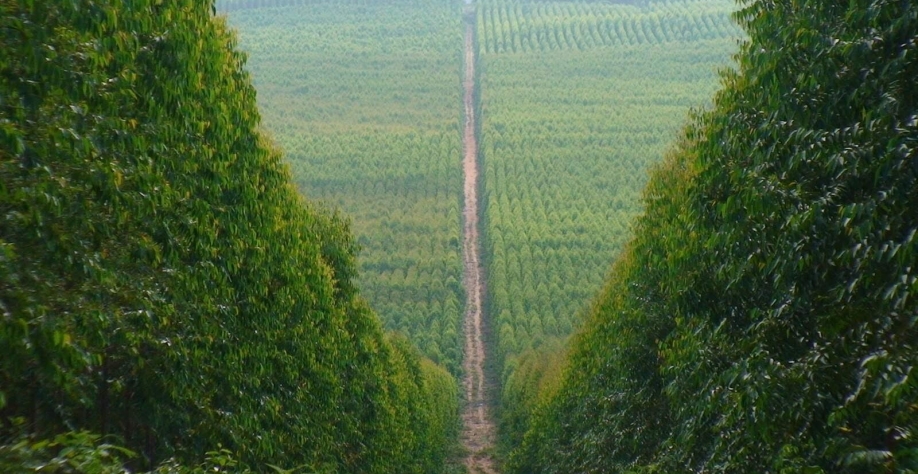 Corrida da celulose: Onda bilionária de investimento atinge cidades de MS