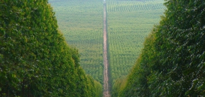 Corrida da celulose: Onda bilionária de investimento atinge cidades de MS