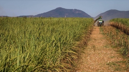 Com tarifaço em vigor, usinas do Nordeste estão em “compasso de espera”