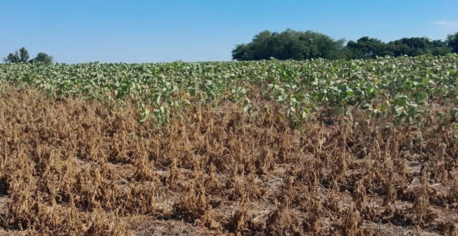 Impacto do clima no agro supera previsibilidade governamental