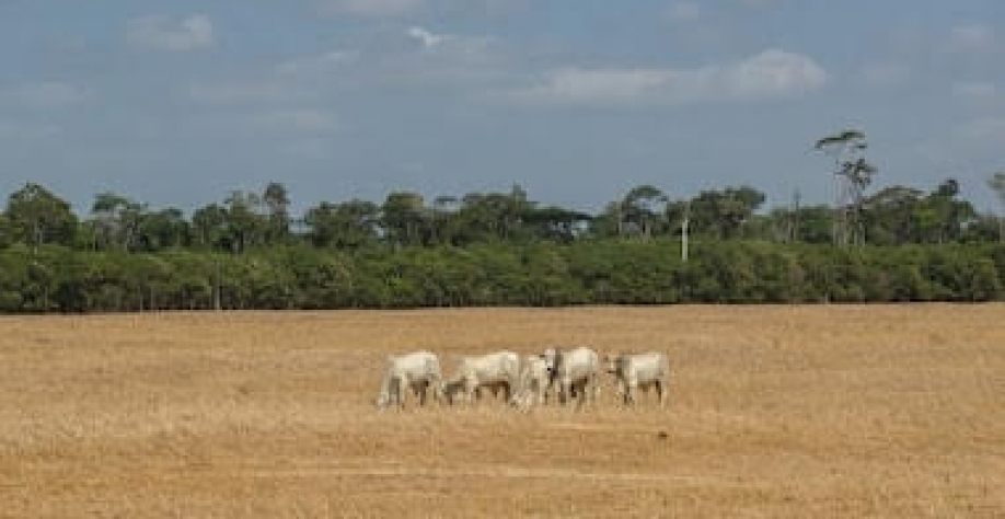 Agronegócio busca eficiência para enfrentar efeitos da crise climática