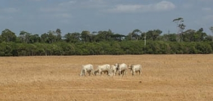 Agronegócio busca eficiência para enfrentar efeitos da crise climática