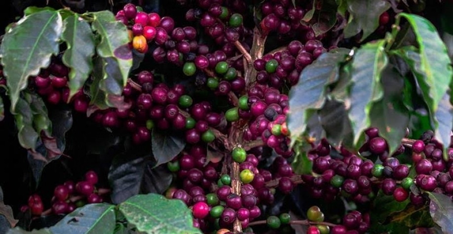 Café arábica cai 4% em Nova York acompanhando baixas do robusta