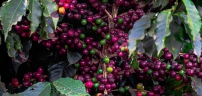 Café arábica cai 4% em Nova York acompanhando baixas do robusta