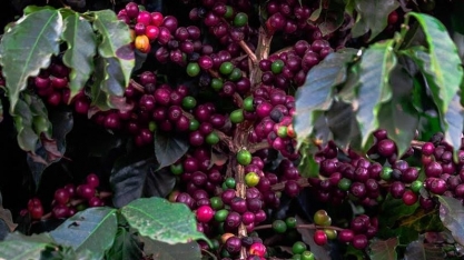 Café arábica cai 4% em Nova York acompanhando baixas do robusta