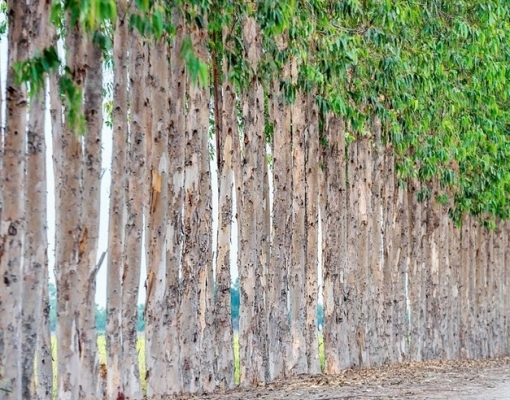 Valor de produção florestal cresceu e bateu recorde em 2024