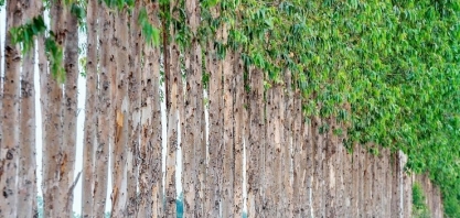 Valor de produção florestal cresceu e bateu recorde em 2024