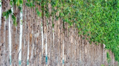 Valor de produção florestal cresceu e bateu recorde em 2024