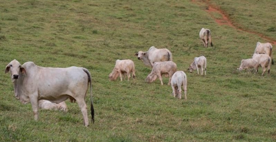 Número de bovinos supera em 12% o de pessoas no Brasil