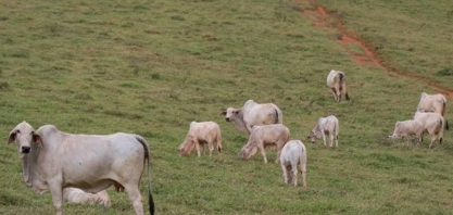 Número de bovinos supera em 12% o de pessoas no Brasil