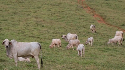 Número de bovinos supera em 12% o de pessoas no Brasil