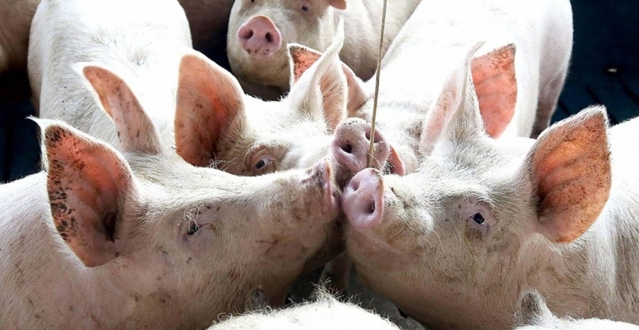 Preço do suíno vivo inicia setembro com os maiores valores em dez meses