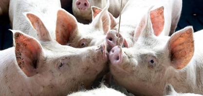 Preço do suíno vivo inicia setembro com os maiores valores em dez meses