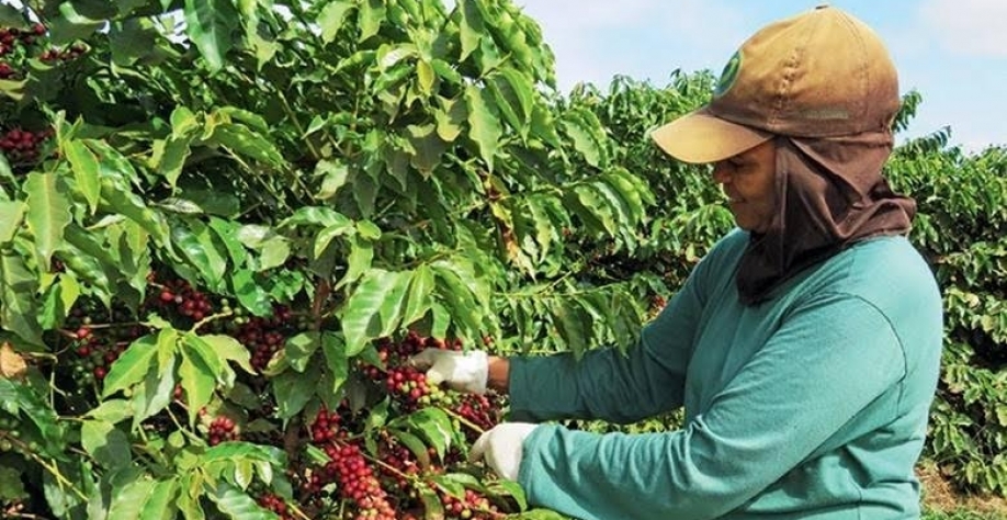 Café despenca em NY e tem maior queda diária desde 2021
