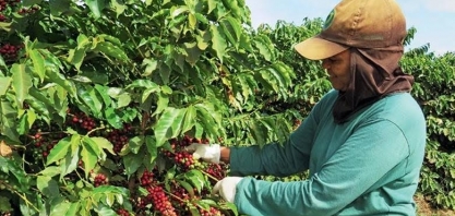 Café despenca em NY e tem maior queda diária desde 2021