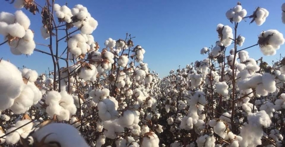 Preço do algodão no Brasil cai ao menor patamar em mais de dois anos