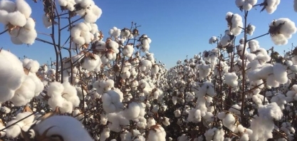 Preço do algodão no Brasil cai ao menor patamar em mais de dois anos