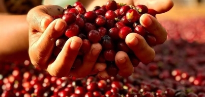 Café, cacau e suco sobem em NY após ajustes técnicos