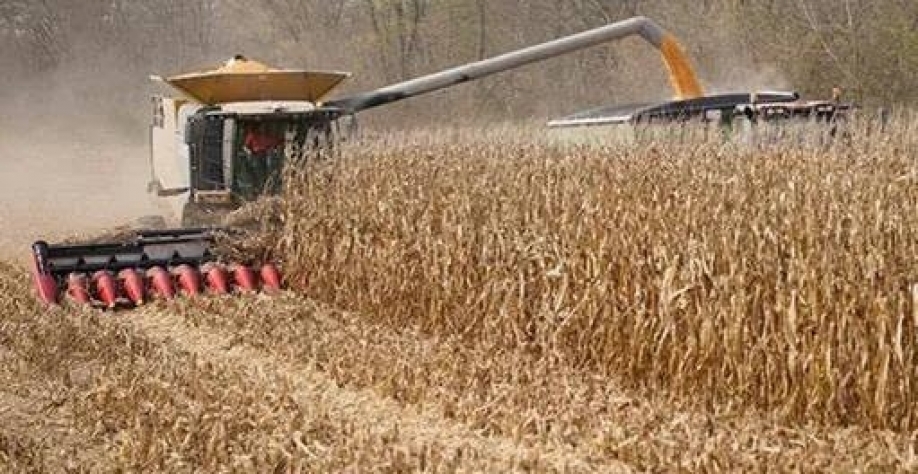 Milho avança em Chicago mesmo com nova previsão de safra recorde nos EUA