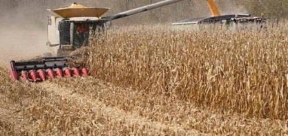 Milho avança em Chicago mesmo com nova previsão de safra recorde nos EUA