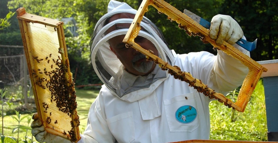 Na boca da safra, aumenta o desafio do setor de mel com a tarifa