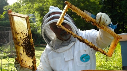 Na boca da safra, aumenta o desafio do setor de mel com a tarifa